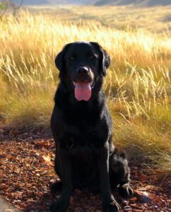 One of my dogs, Narla a 10 year old Black Lab.