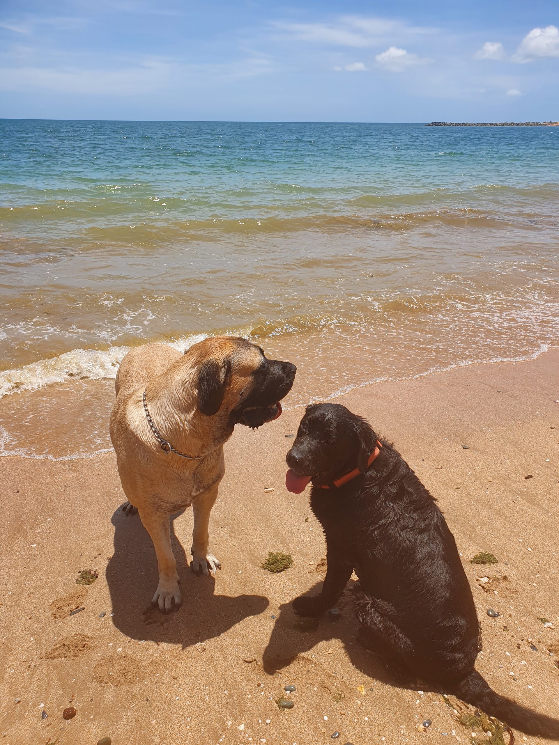 National Dog Day 2022 celebrated at the beach with my English Mastiff and Black Labrador