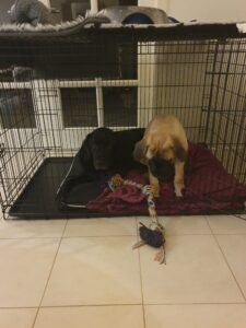 A black Labrador and English mastiff puppy happily playing in a wire crate