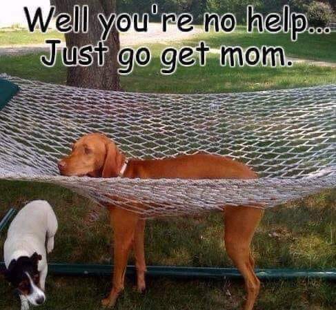 A brown dog stuck in a hammock