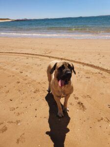 My dog saffron at the beach.