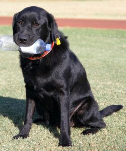 My black labrador sitting at the park with a water bottle in her mouth