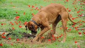 Brown Dog Digging A Hole