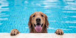 Dog Peering over top of swimming pool