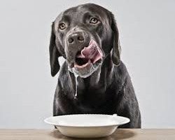 a-black-labrador-licking-his-chops-with-a-bowl-of-milk
