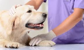 Golden Retriever on a table with the vet