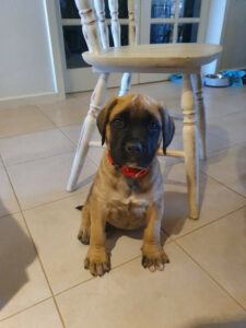 Until What Age Should a Dog Sleep In a Crate? mastiff-puppy-sitting-on-the-floor-in-front-of-a-chair
