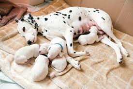 Spotted dalmation mother feeding her puppies
