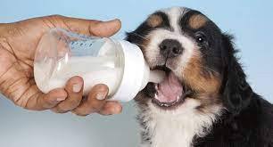 Young puppy drinking from a babies bottle