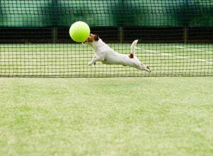 Jack Russell Terrier with giant ball at tennis court