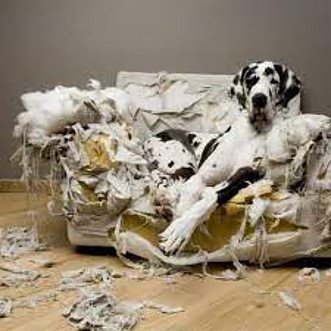 big-dog-laying-on-chewed-up-couch