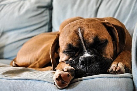boxer-dog-sleeping
