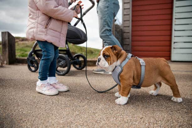 A close up shot of a little girl walking her cute british bulldog who is wearing an animal harness.