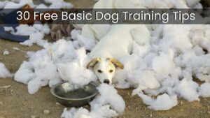 30 Free Basic Dog Training Tips
