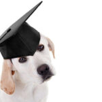 Graduation graduate puppy dog in cap