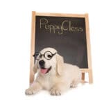 A cute Golden retriever puppy in front of a chalk board with the words "Puppy Class" written in chalk.