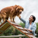 Happy dog outdoors at an obstacle course with his trainer