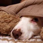 Signs your dog has anxiety - SICK OR SCARED DOG COVERED WITH A WARM TASSEL BLANKET