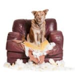 Horizontal image of a large mature male Shepherd Mix Breed photographed on a white background. The dog is sitting in an over sized leather chair that he has destroyed. He has an innocent expression as it is discovered that he has disobeyed. He is making eye contact with the camera.