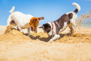 Dogs digging at the beach