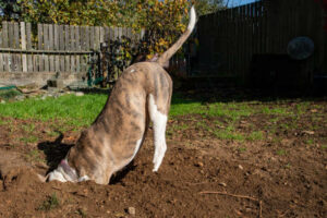 Dog Digging A Hole