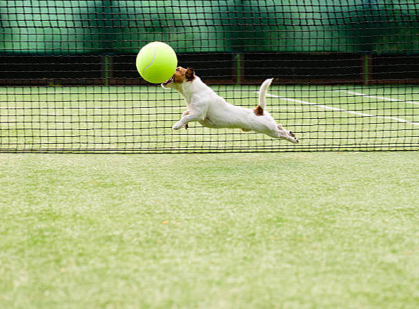 A small dog chasing a very large tennis ball with a tennis et in the background