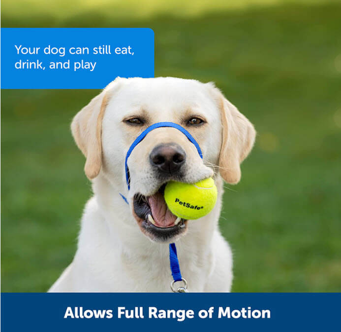 Blue Gentle Leader Collars being worn by a white labrador with a tennis ball in its mouth