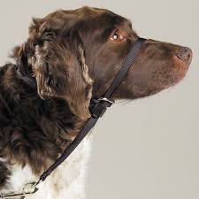 Gentle Leader Collars being worn by a brown dog looking upwards