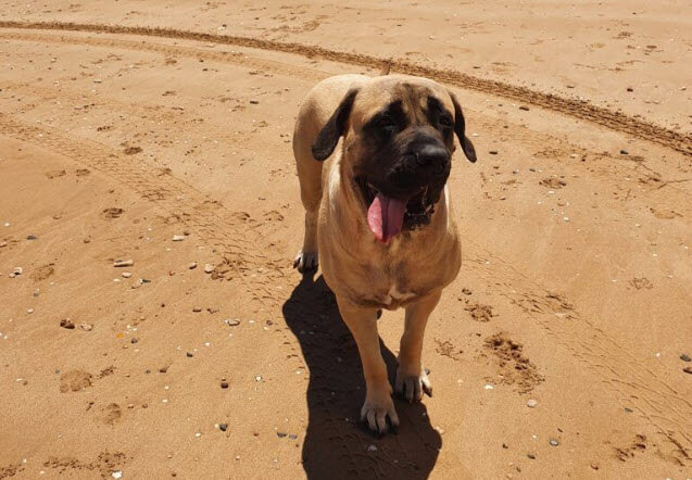 A large tan dog at the beach with its tongue hanging out