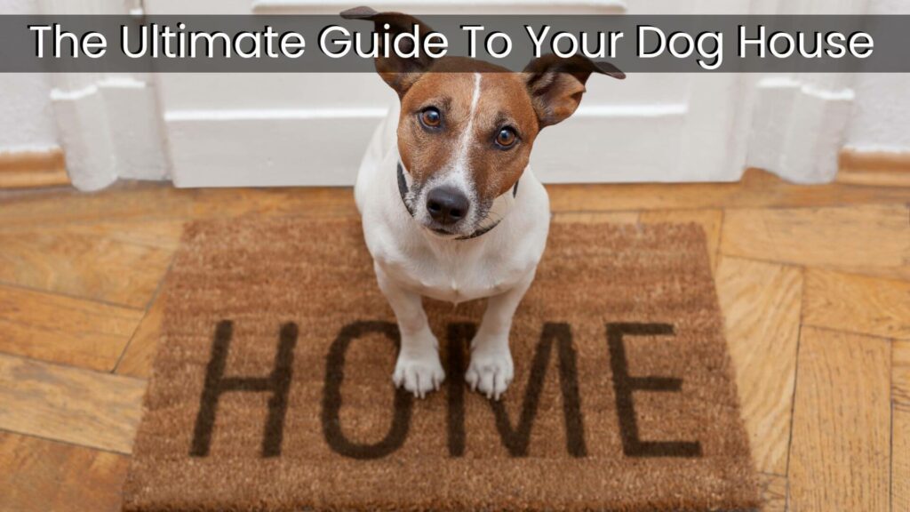 The Ultimate Guide To Your Dog House