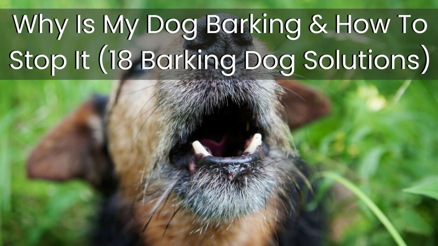 Why Is My Dog Barking & How To Stop It (18 Barking Dog Solutions)