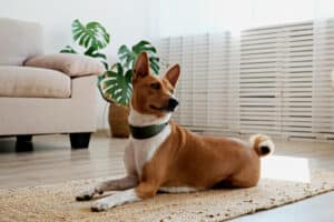 Cute Basenji dog with big ears laying on a wicker rug. Small adorable doggy with red and white markings resting on a carpet at home. 
