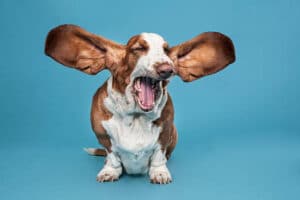 A Basset Hound dog barking with its big ears spread out wide
