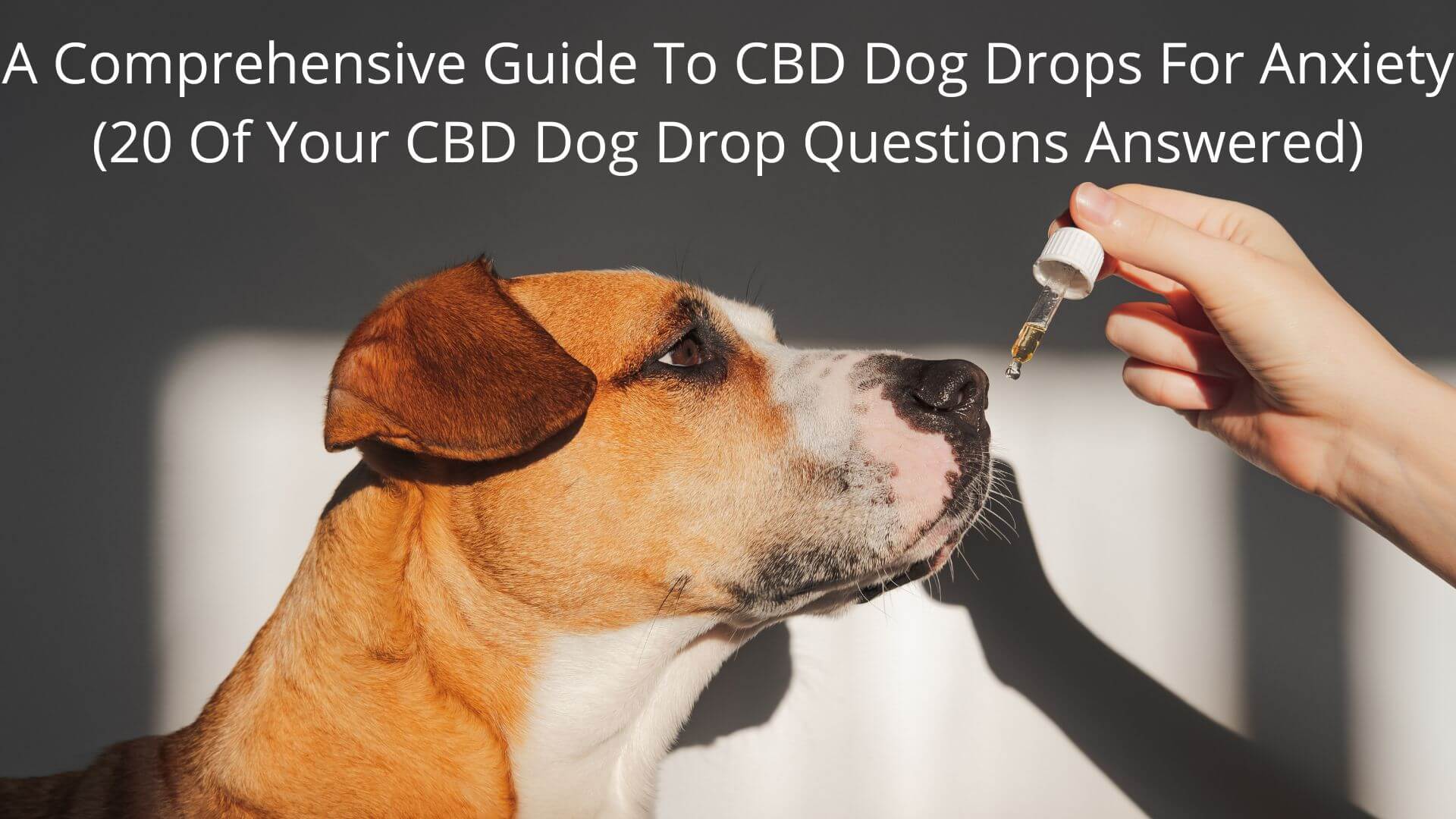 A Comprehensive Guide To Cbd Dog Drops For Anxiety 20 Of Your Cbd Dog