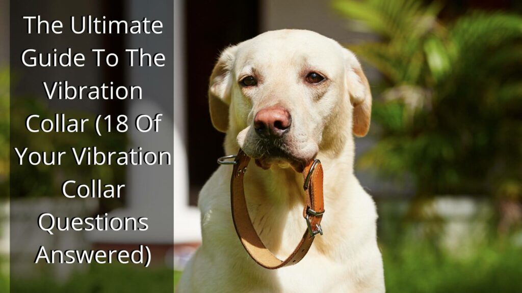 The Ultimate Guide To The Vibration Collar (18 Of Your Vibration Collar Questions Answered)