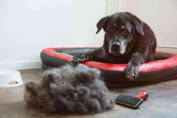 Dog looking at his hair that was just removed.