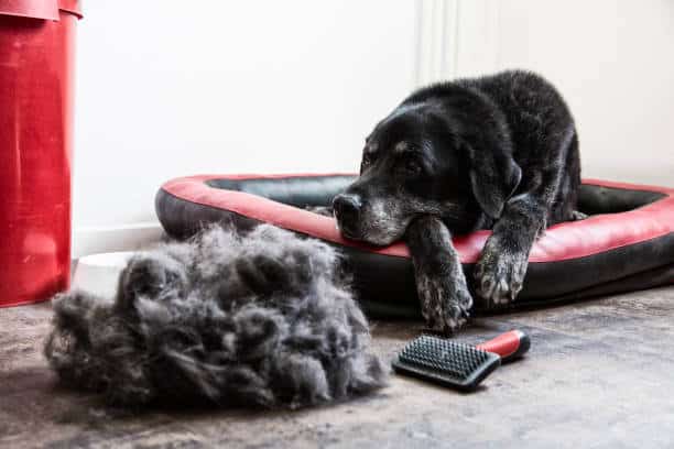 Dog looking at his hair that was just removed.