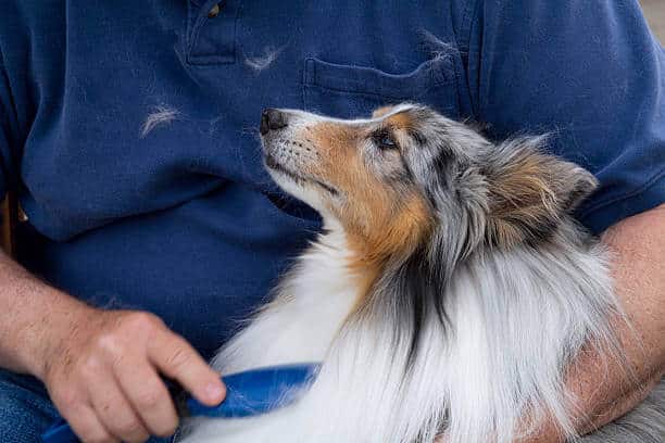 "A blue merle sheltie being brushed, covering the person in dog hair."
