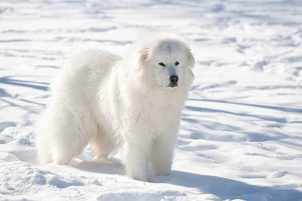 Great Pyrenees dog in winter