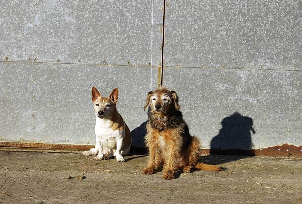 terrier and Jack Russell next to a metal door.