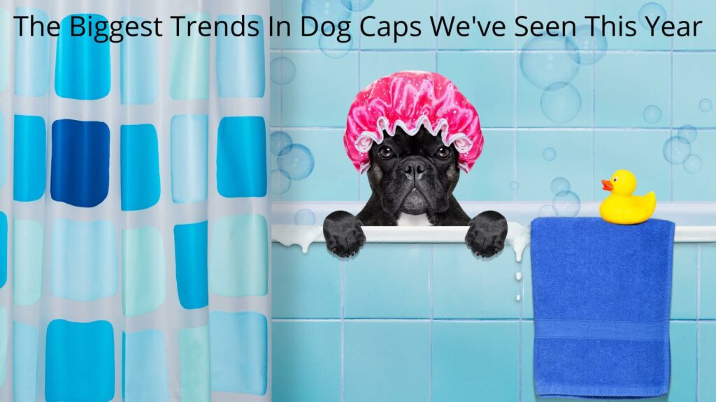 A small pug dog peeping over the bath tub wearing a pink shower cap