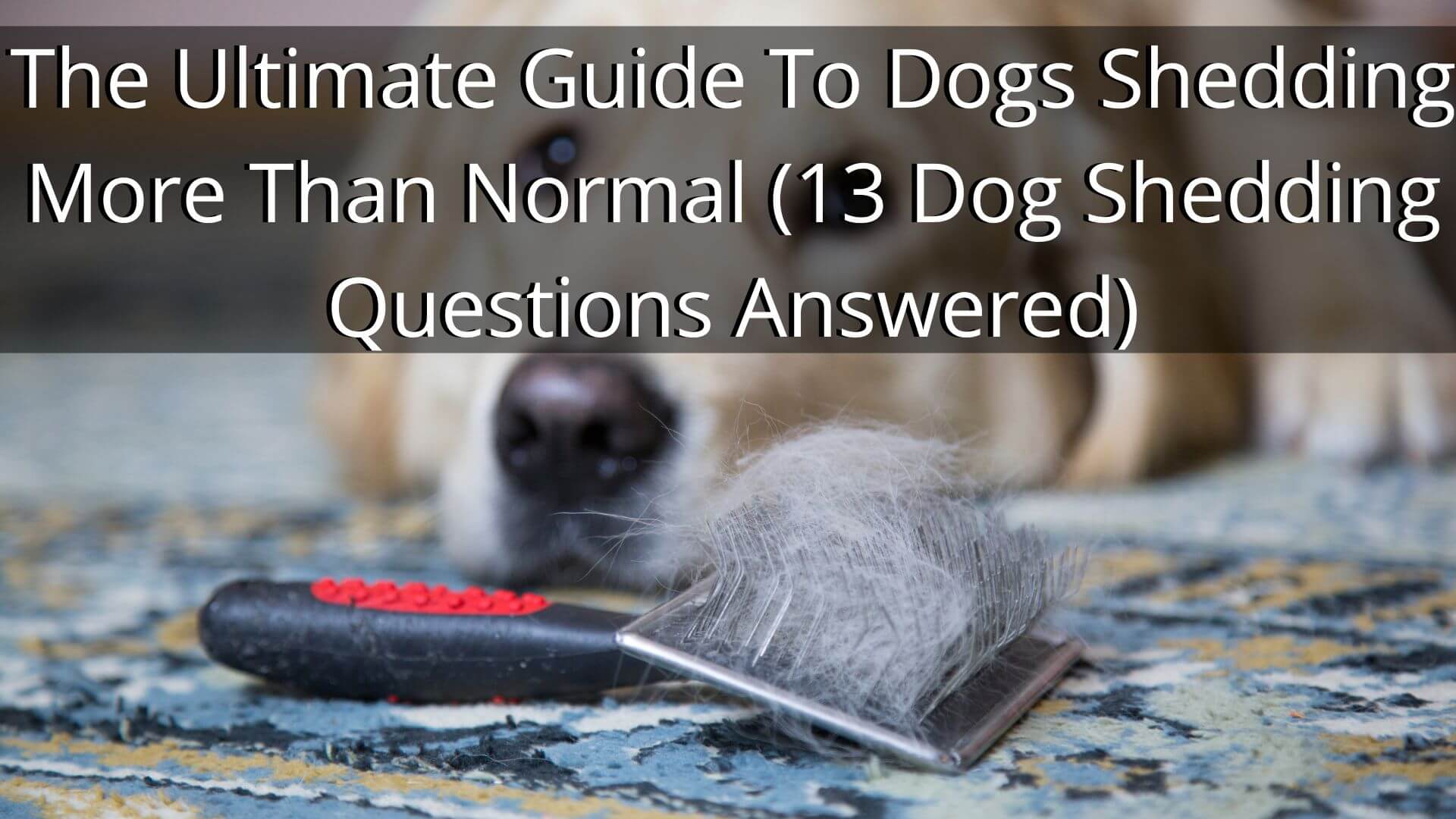 The Ultimate Guide To Dogs Shedding More Than Normal (13 Dog Shedding