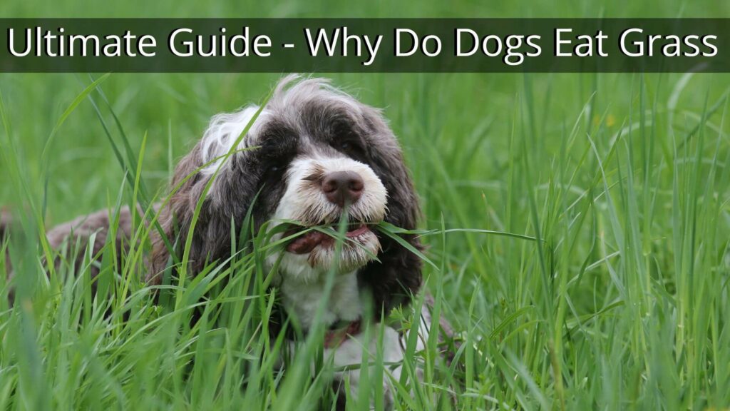 Ultimate Guide - Why Do Dogs Eat Grass