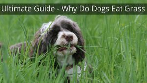 Ultimate Guide - Why Do Dogs Eat Grass