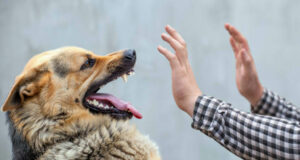 Dog Aggression shown by a german shepard growling at a mas hands