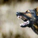 Aggressive dog shows dangerous teeth. German sheperd attack head 