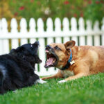 Two dogs show their teeth as they play in the front yard