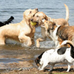 "A group of dogs play in the water at a lake, trying to get the ball"