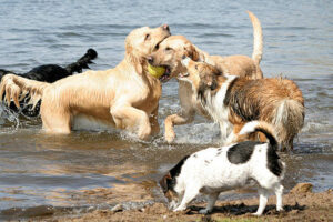 "A group of dogs play in the water at a lake, trying to get the ball"