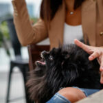 Angry black Pomeranian dog sitting in woman's lap, showing teeth and barking as a warning